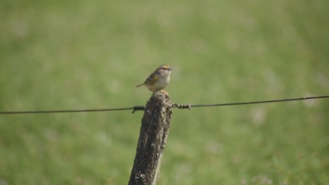 Grassland Sparrow - ML376679951