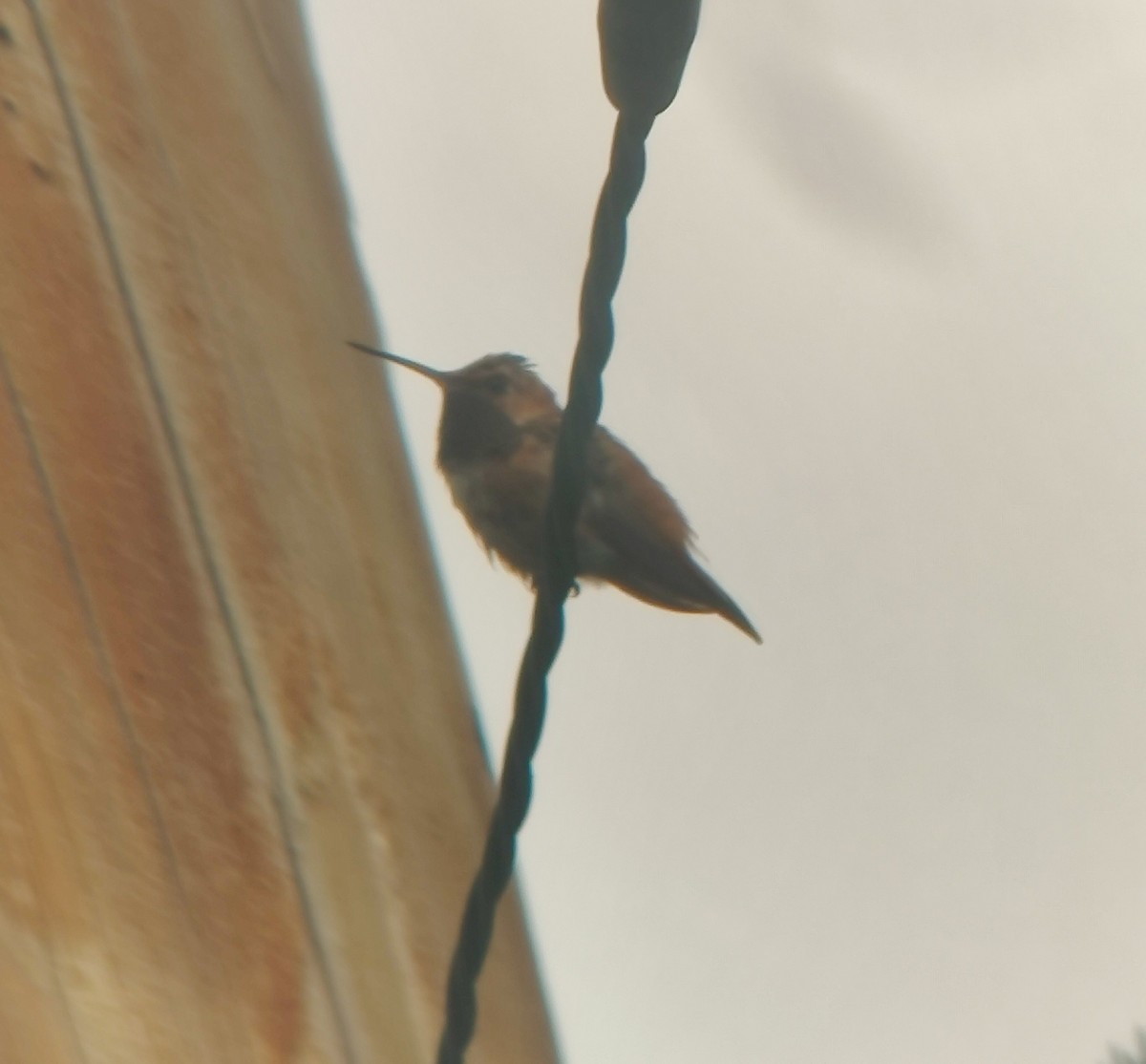 Rufous Hummingbird - ML376682611
