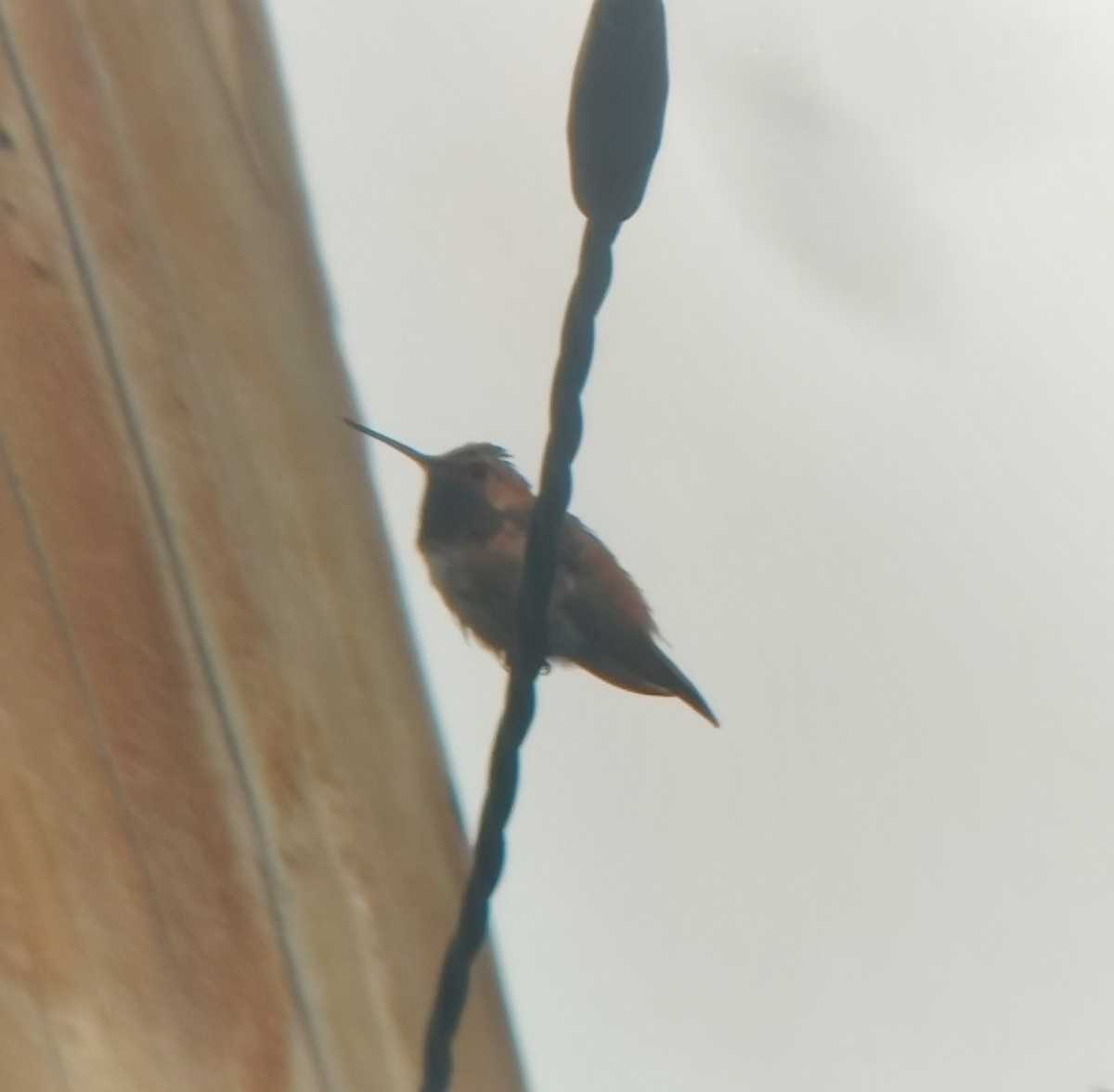 Rufous Hummingbird - ML376682651