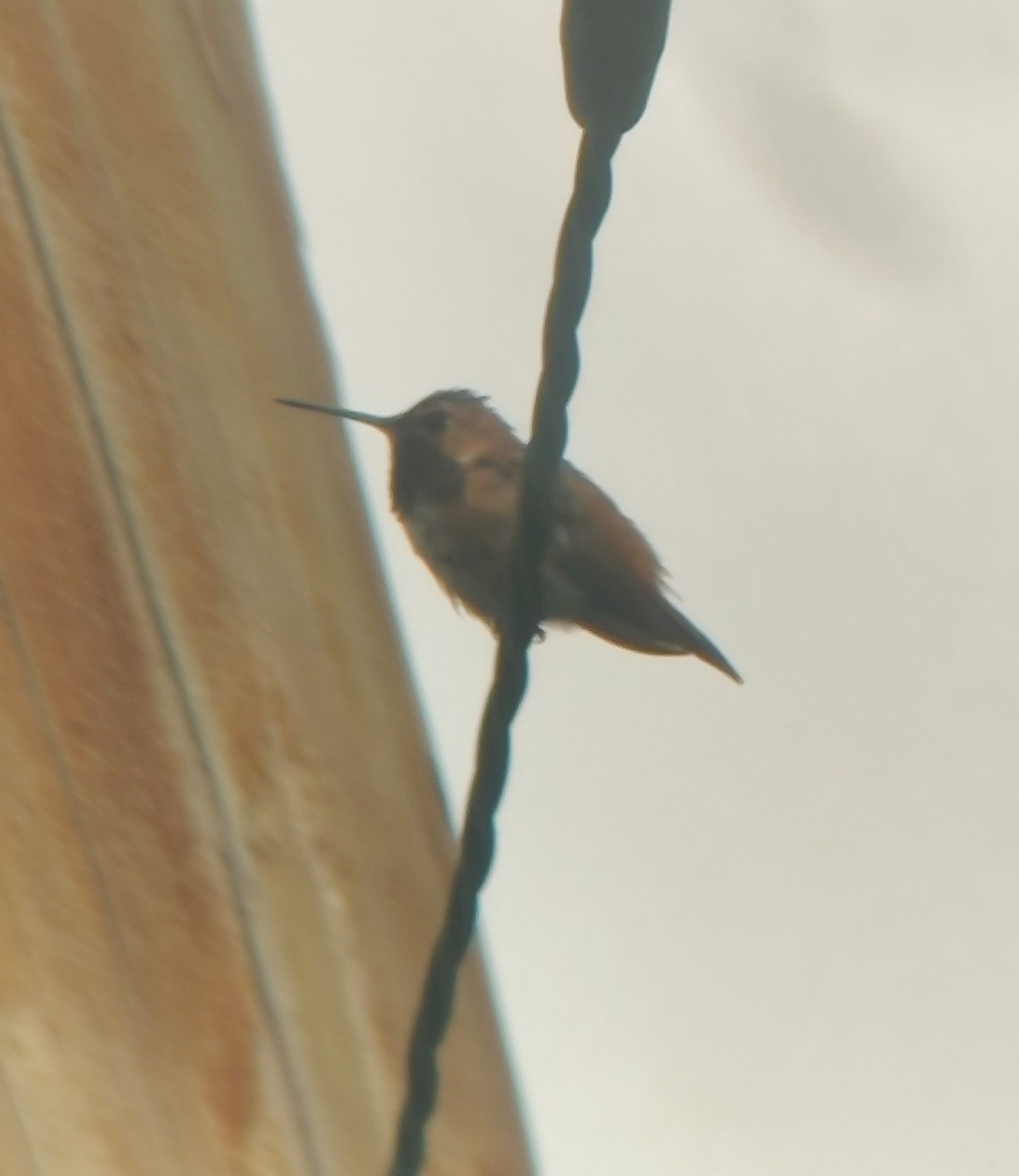 Rufous Hummingbird - ML376682671