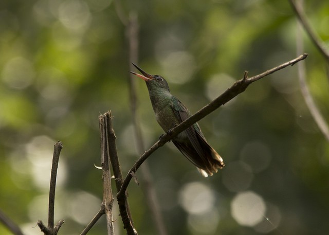 Scaly-breasted Hummingbird - Marcelo Corella