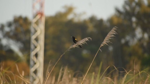Yellow-winged Blackbird - ML376686231