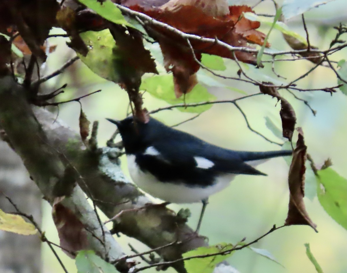 Black-throated Blue Warbler - Vicki Nebes