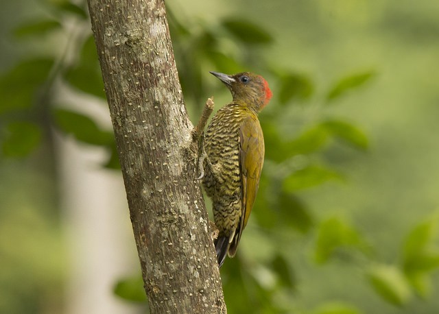 Rufous-winged Woodpecker - ML37669651