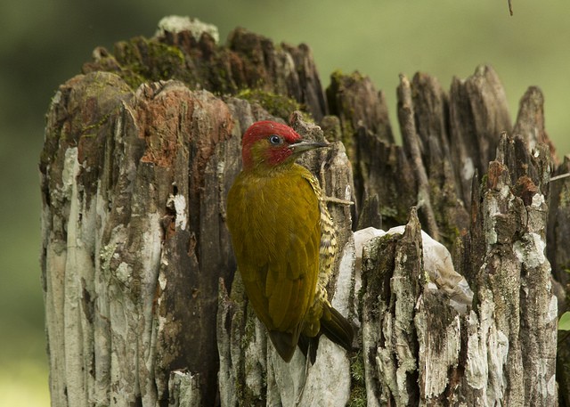 Rufous-winged Woodpecker - ML37669661