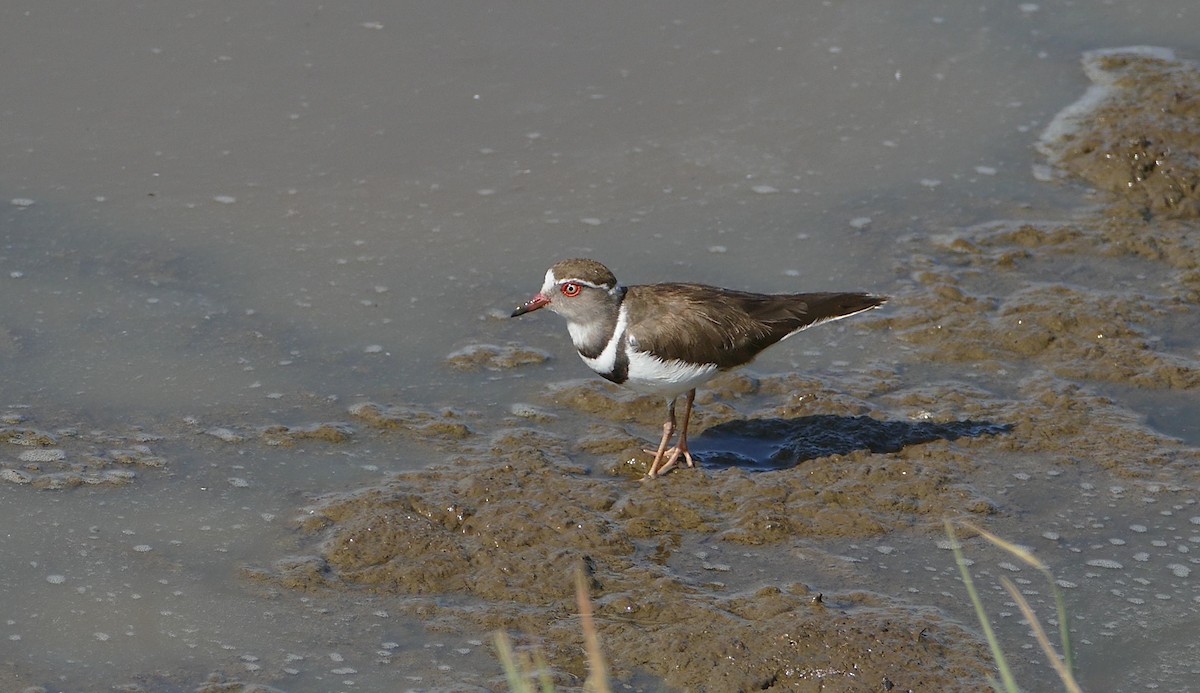 Three-banded Plover - ML37671041