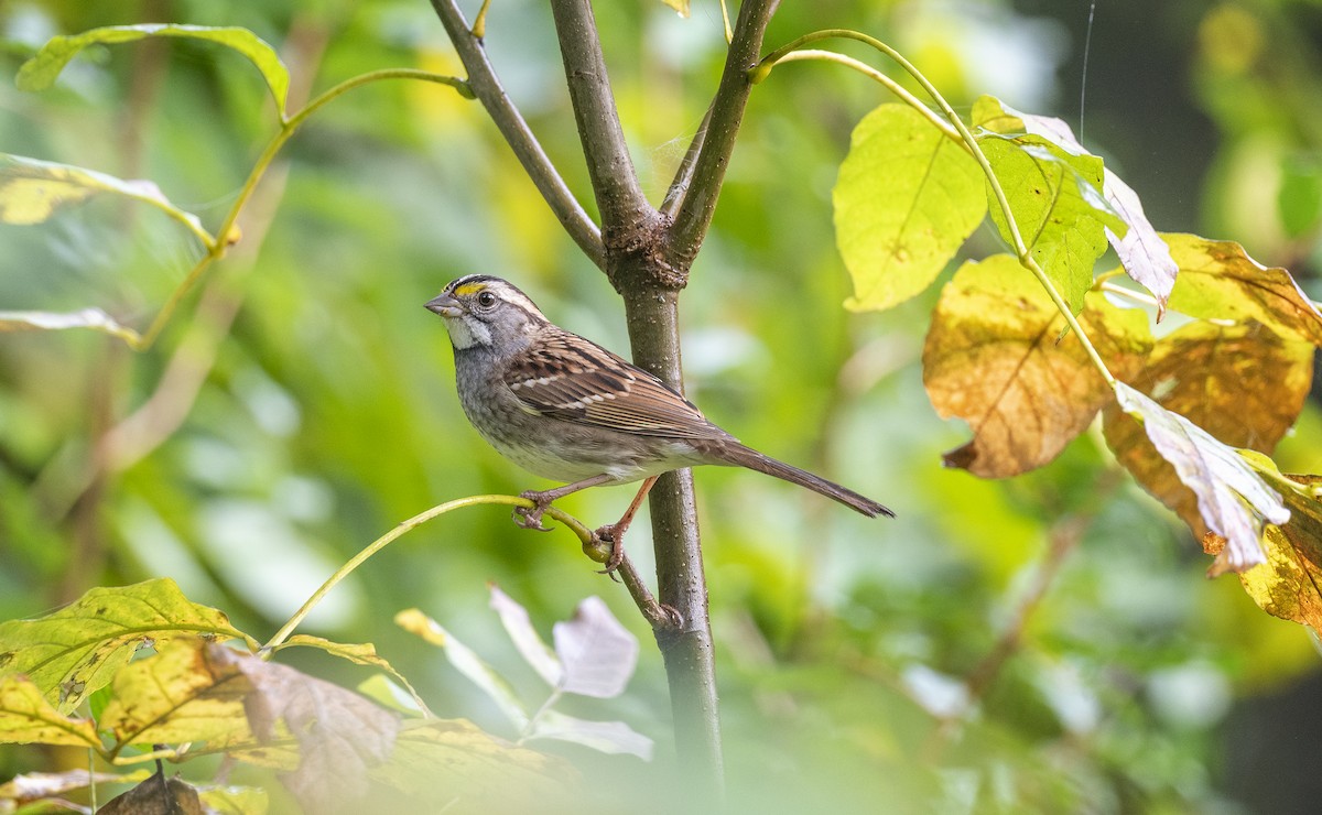 White-throated Sparrow - Jocelyn  Anderson