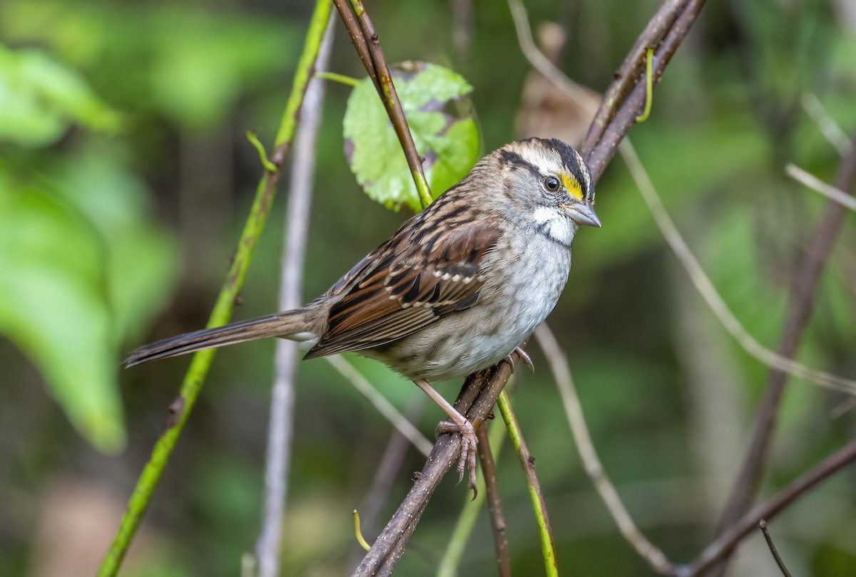White-throated Sparrow - ML376710601