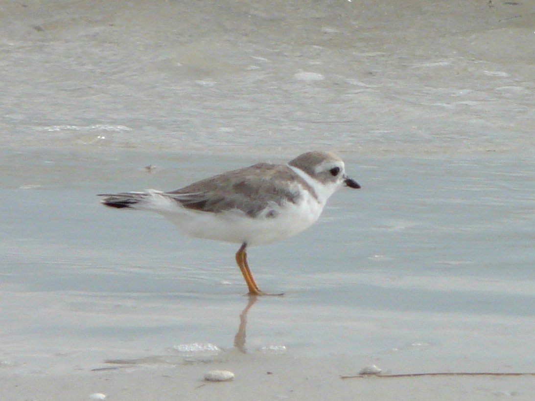 Piping Plover - ML37671131
