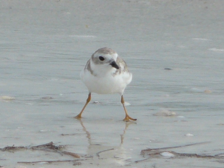 Piping Plover - ML37671151