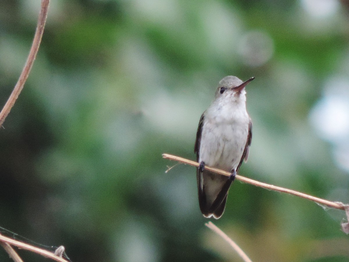 White-bellied Hummingbird - ML376714431