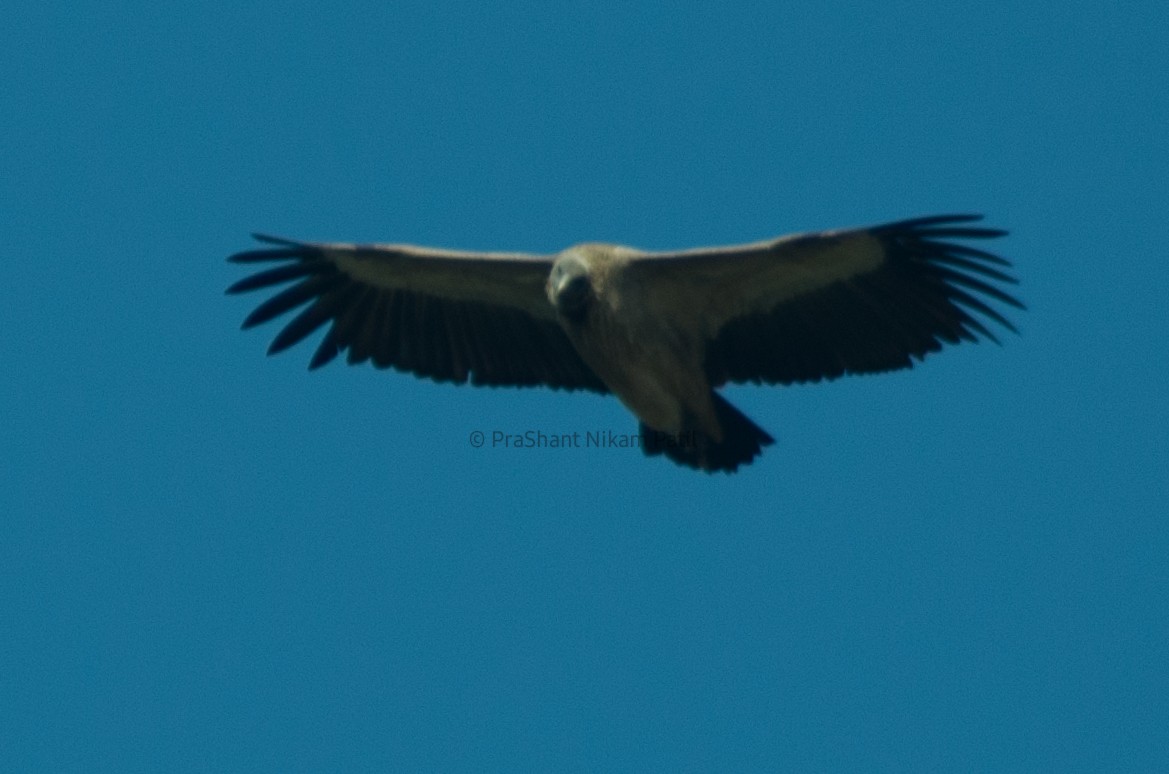 Indian Vulture - Prashant Nikam Patil