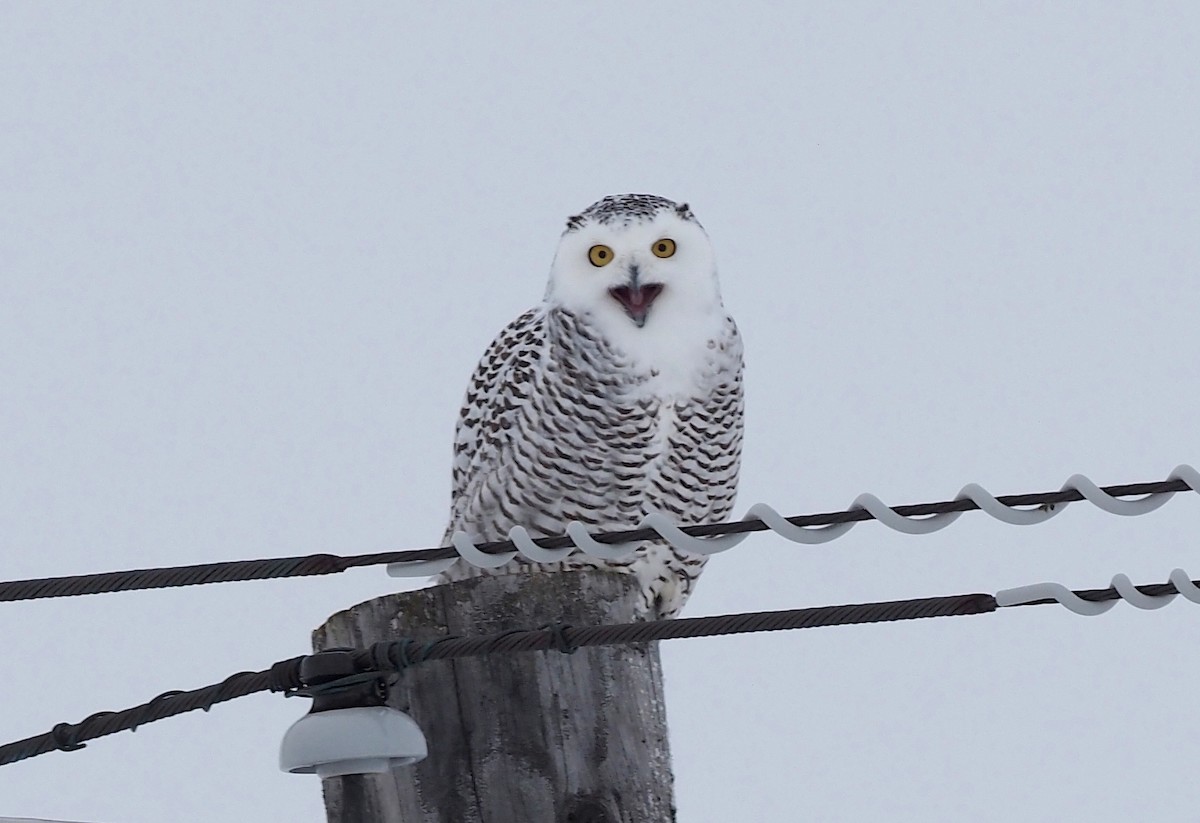 Snowy Owl - Stephan Lorenz
