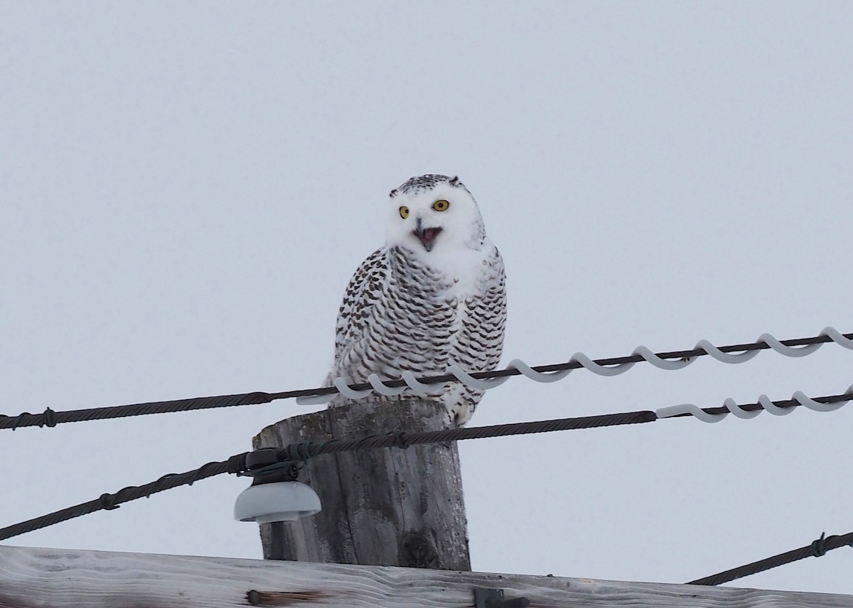 Snowy Owl - ML376720871