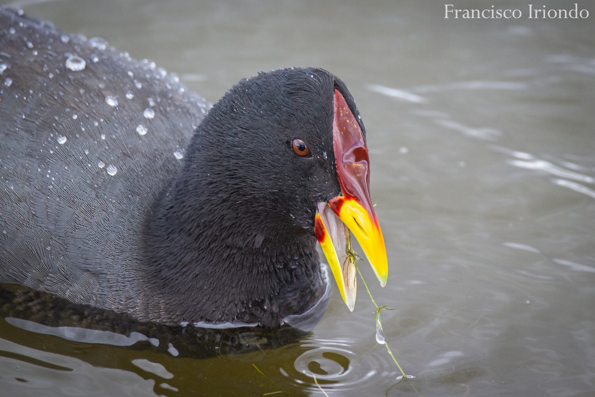 Red-fronted Coot - ML376721091