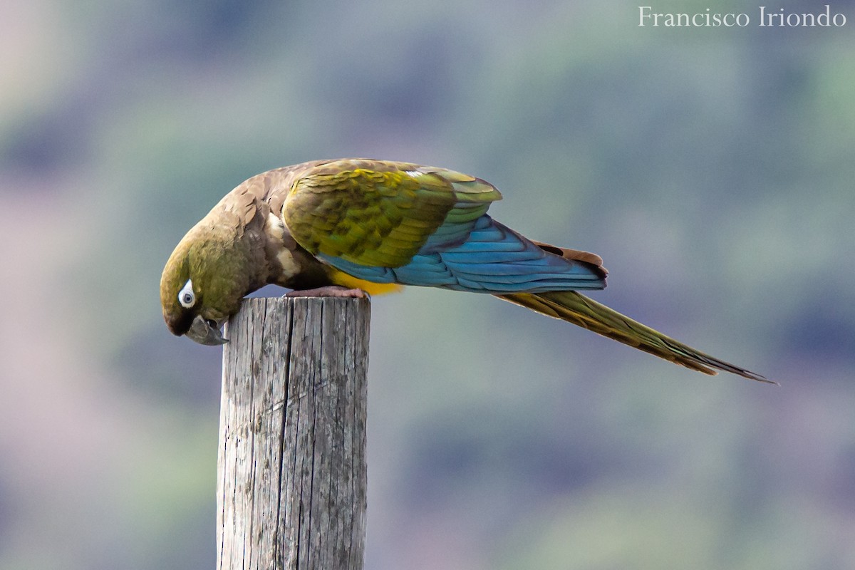 Burrowing Parakeet - Francisco  Iriondo Cuevas