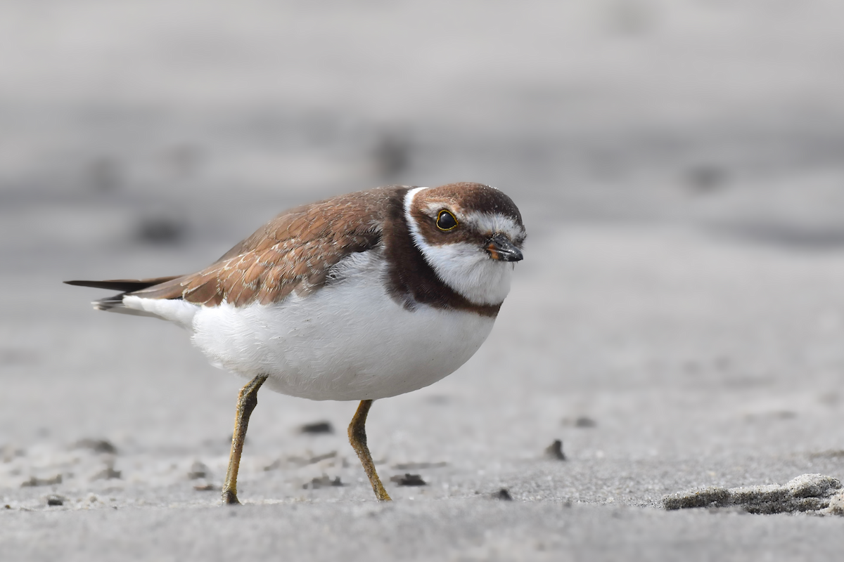 Semipalmated Plover - ML376731511