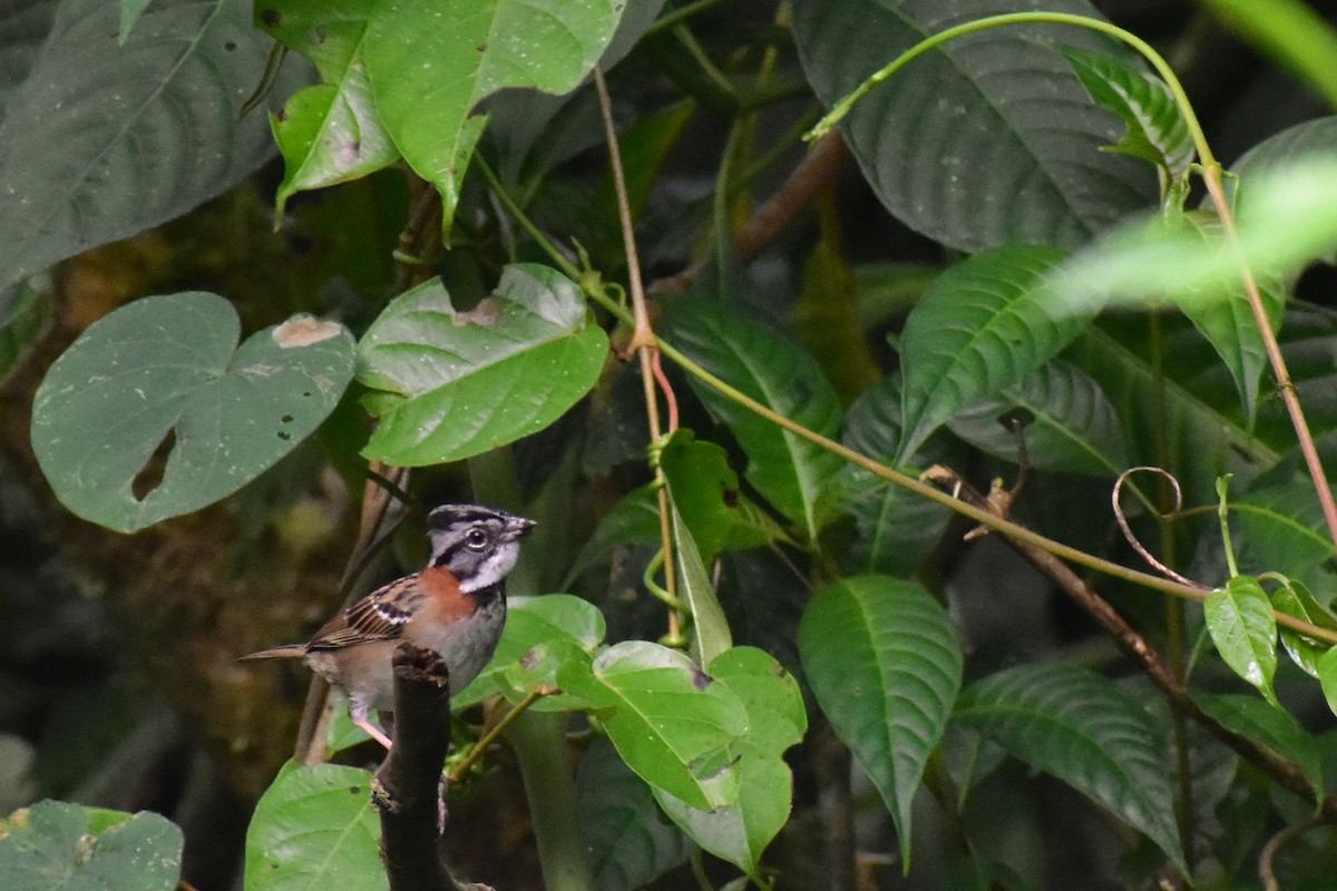 Rufous-collared Sparrow - Gil Sánchez