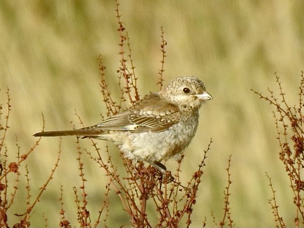 eBird Checklist - 10 Oct 2021 - Aith on Aith Voe - 3 species