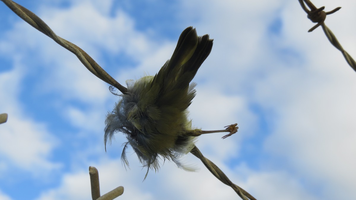 Loggerhead Shrike - Brian Johnston