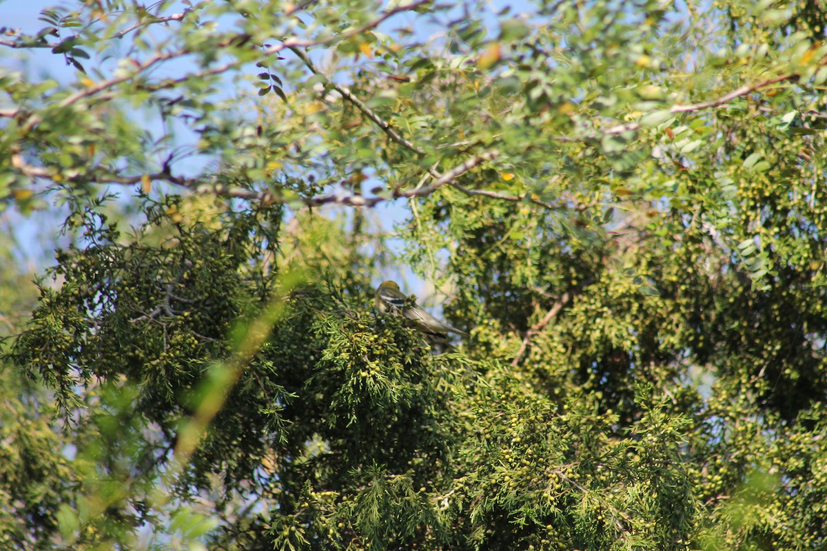 Bay-breasted Warbler - Justin Hamlin