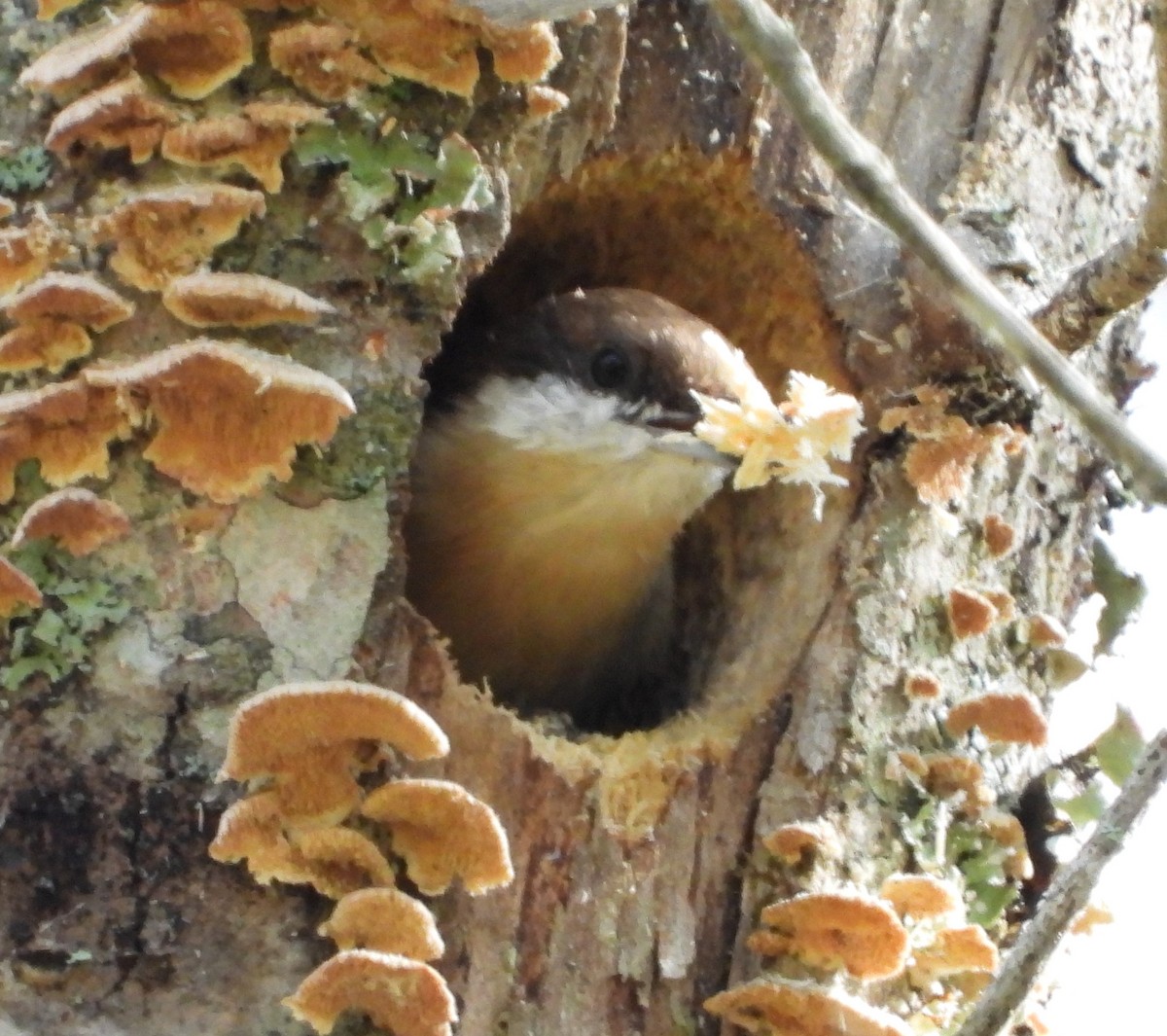 Brown-headed Nuthatch - ML376743731