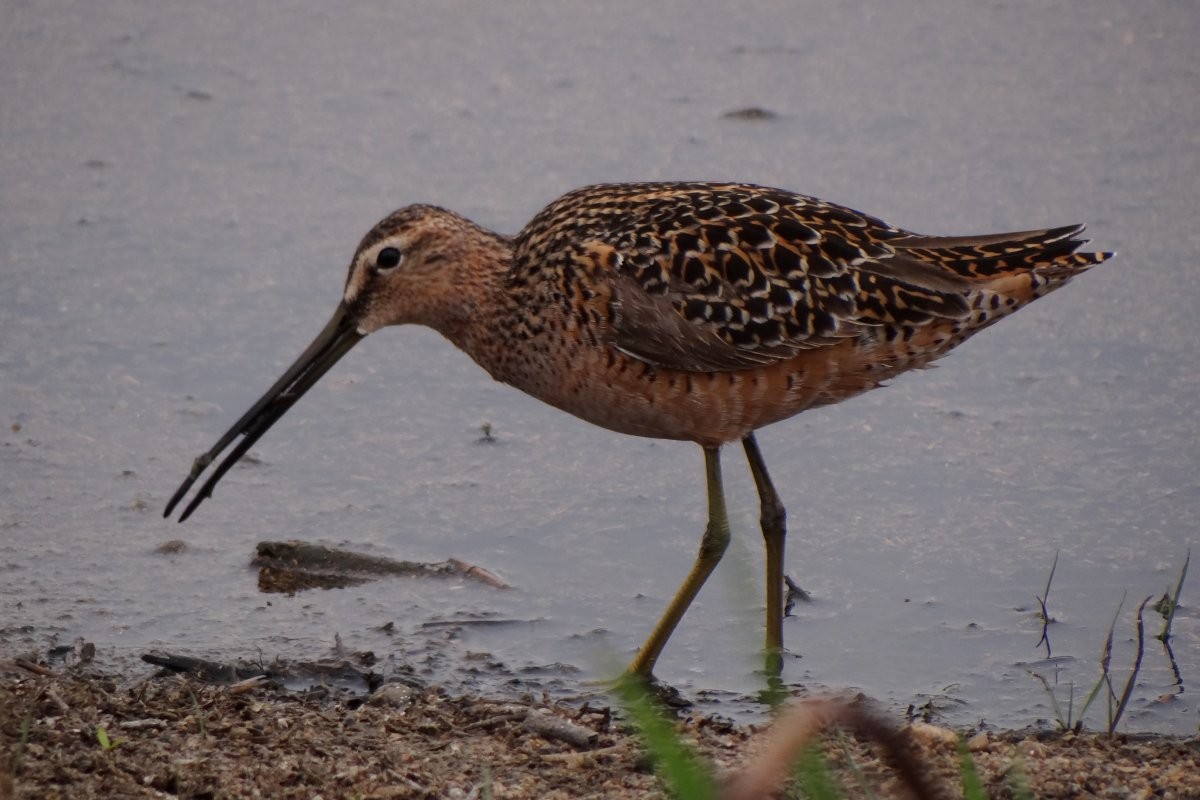 Long-billed Dowitcher - ML37674891