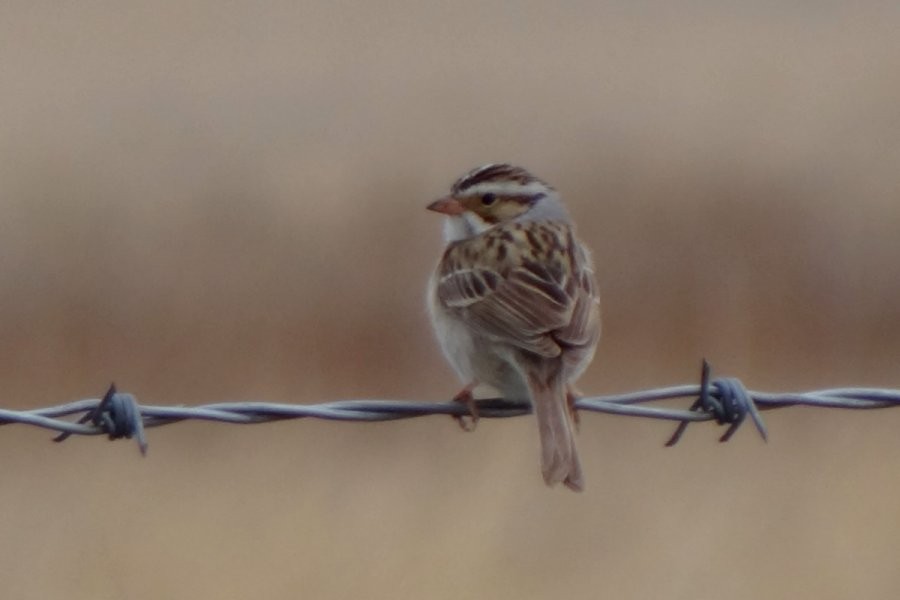 Clay-colored Sparrow - ML37674951
