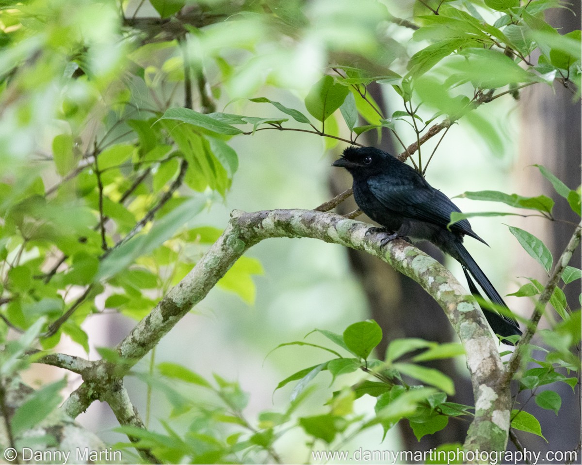 Greater Racket-tailed Drongo - Danny Martin