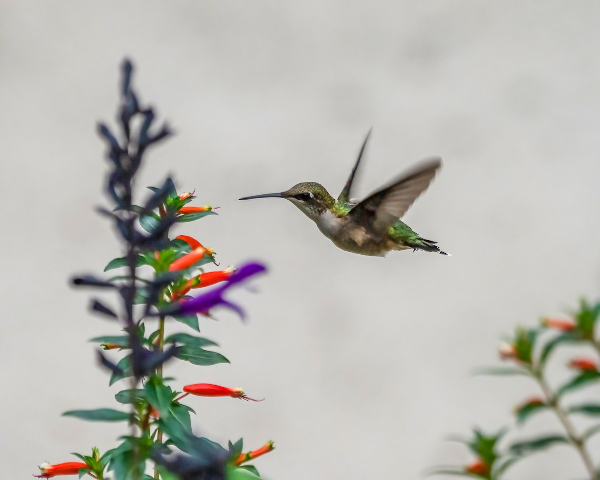 Ruby-throated Hummingbird - Barbara Houlihan
