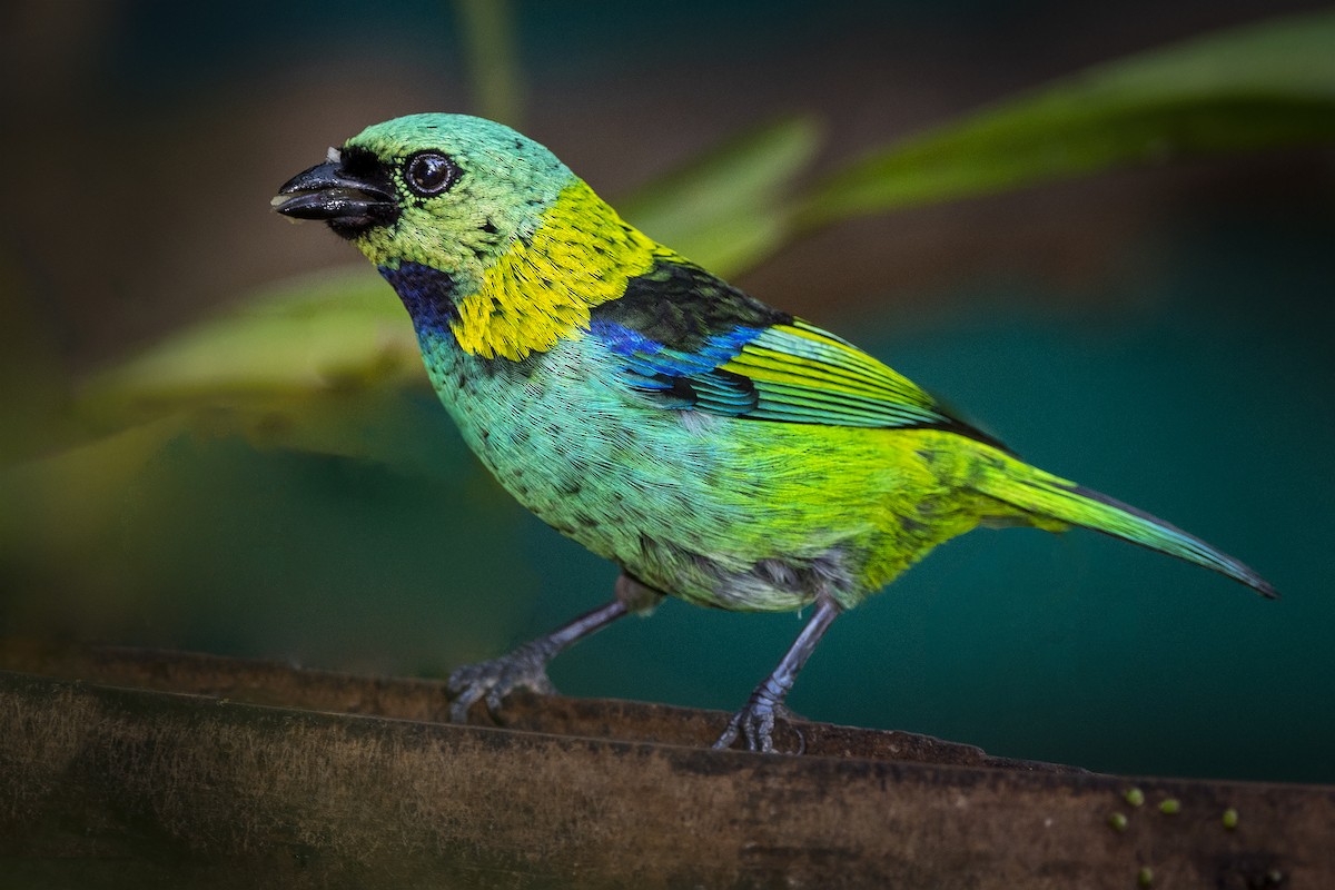 ML376757131 - Green-headed Tanager - Macaulay Library