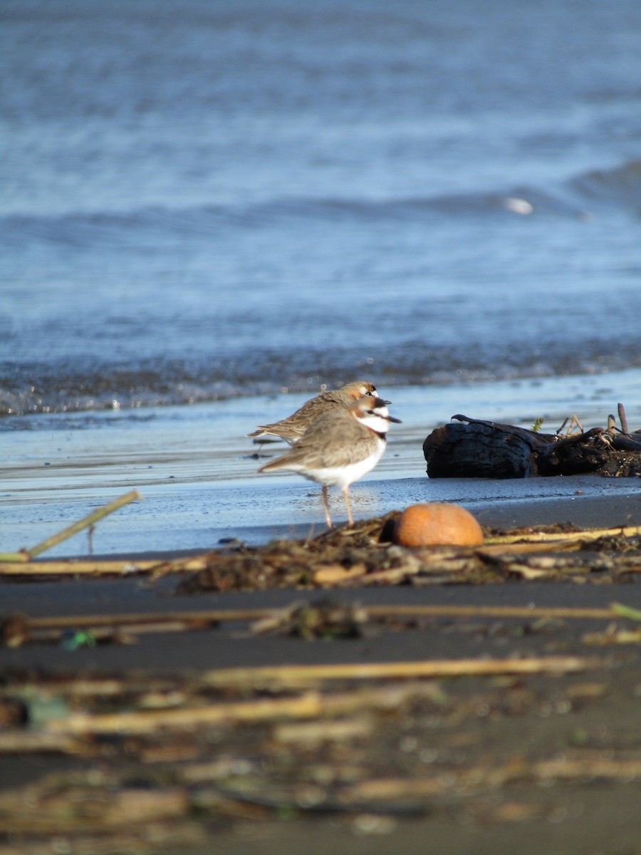 Collared Plover - ML376761781