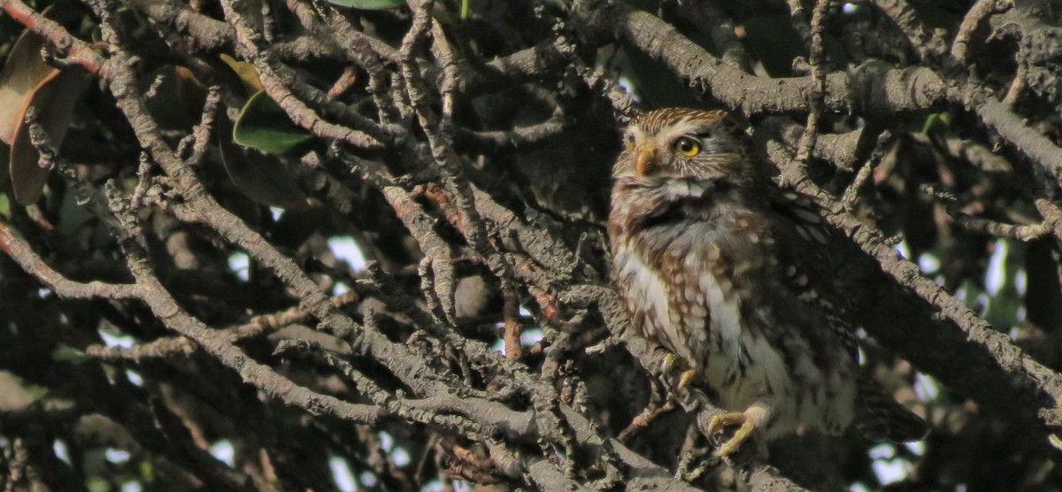 Austral Pygmy-Owl - ML376763021
