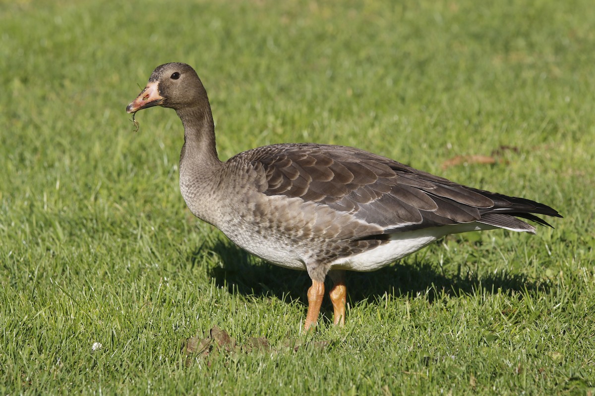 Greater White-fronted Goose - ML376763131