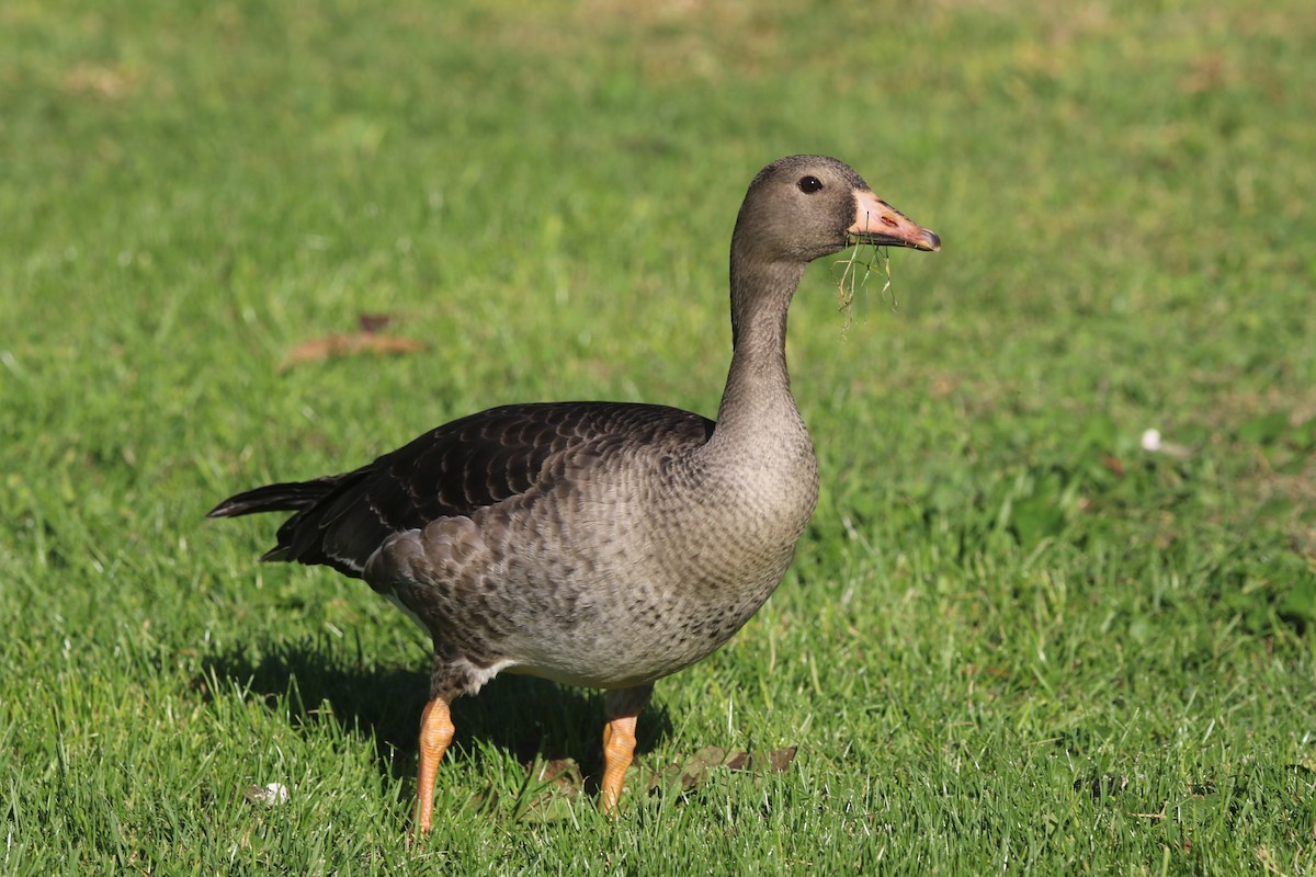 Greater White-fronted Goose - ML376763161