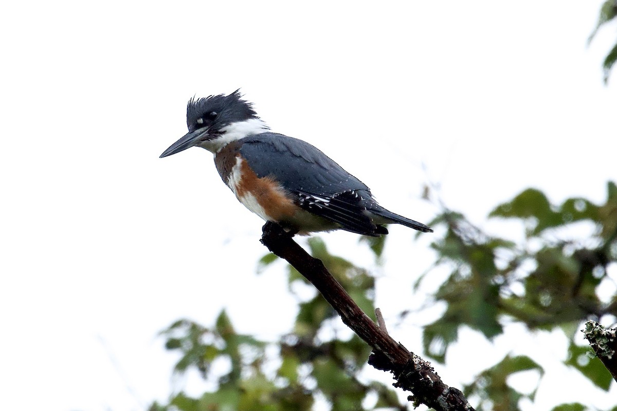 Belted Kingfisher - ML376765901