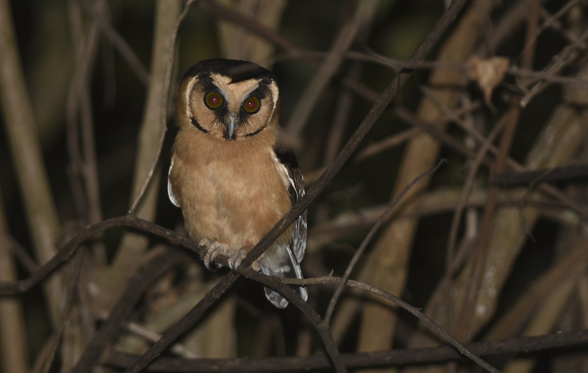 Buff-fronted Owl - ML376766781