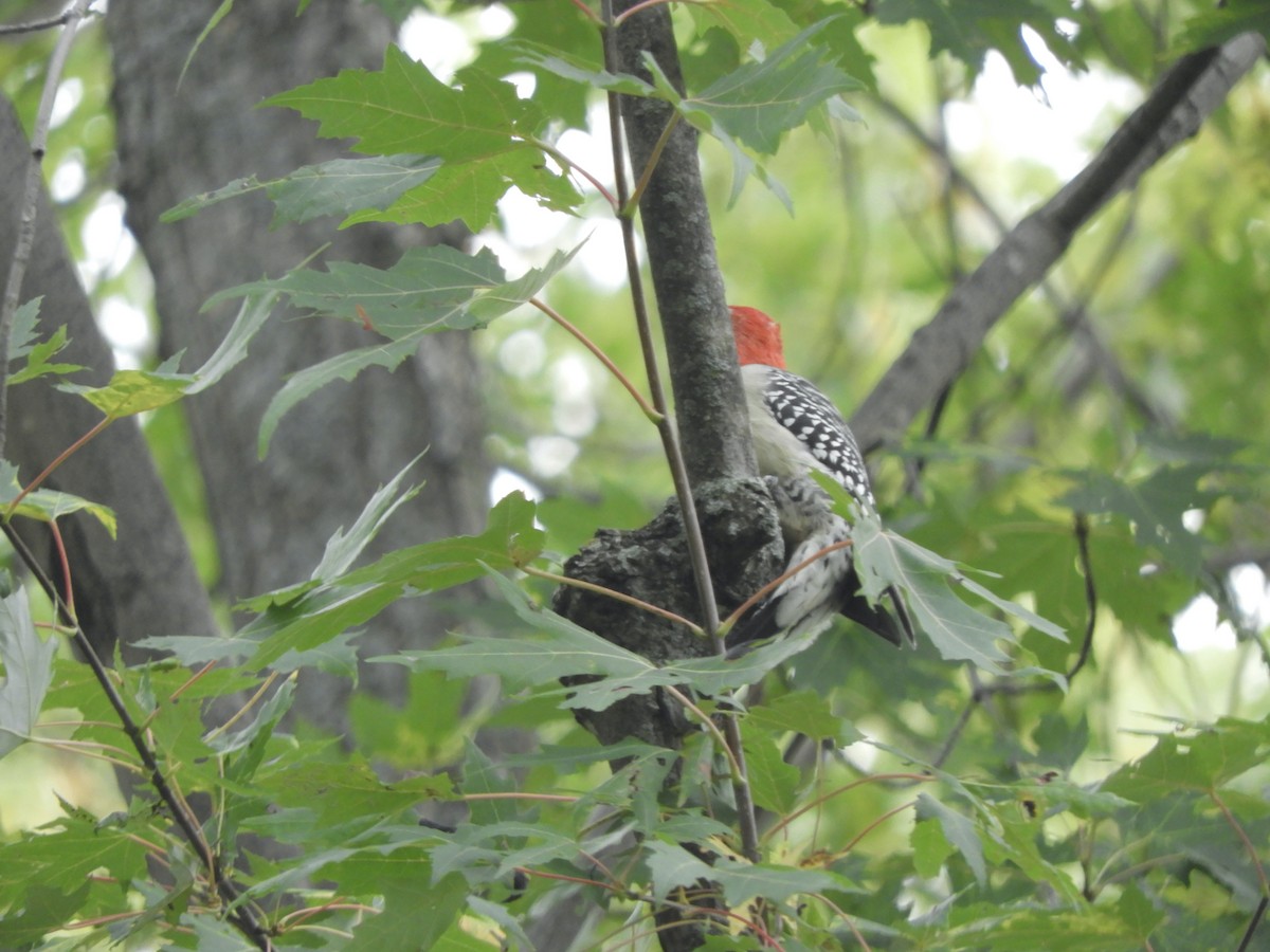 Red-bellied Woodpecker - ML376770111