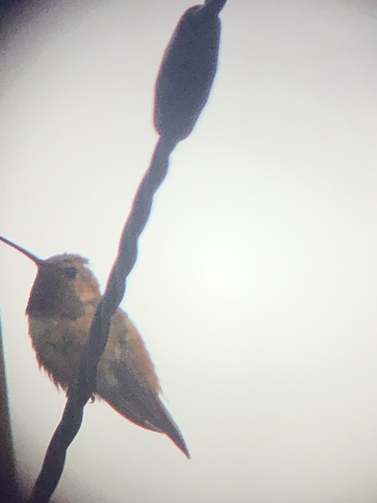 Rufous Hummingbird - ML376774421