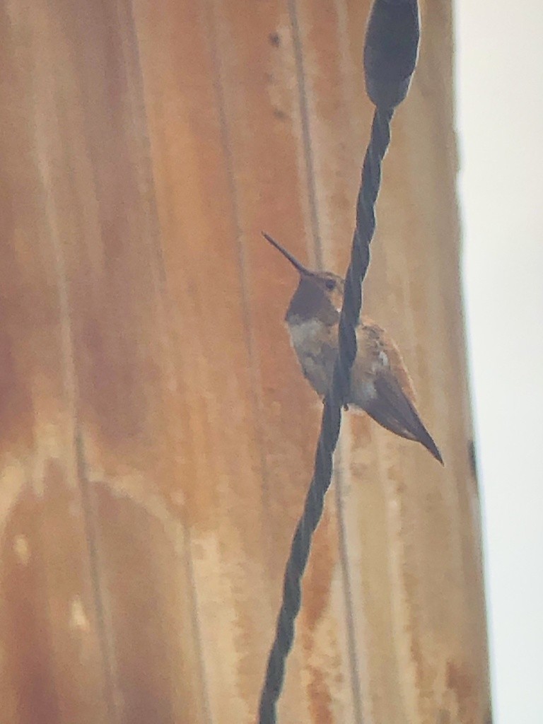 Rufous Hummingbird - ML376774441