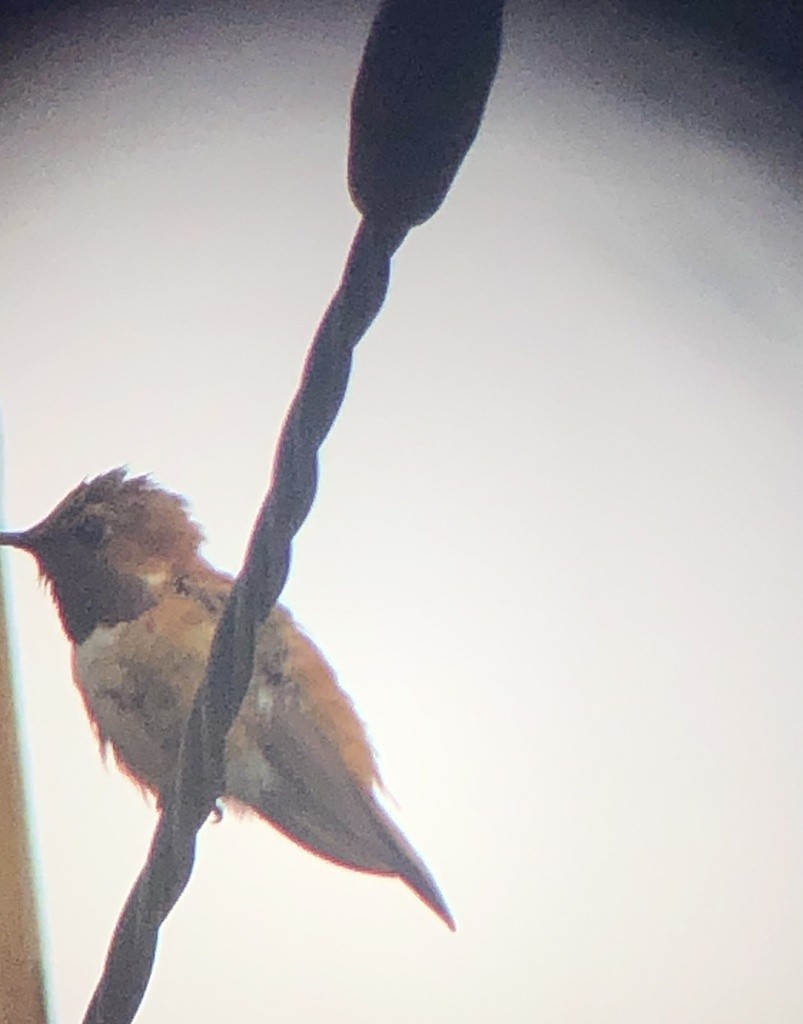 Rufous Hummingbird - ML376774481