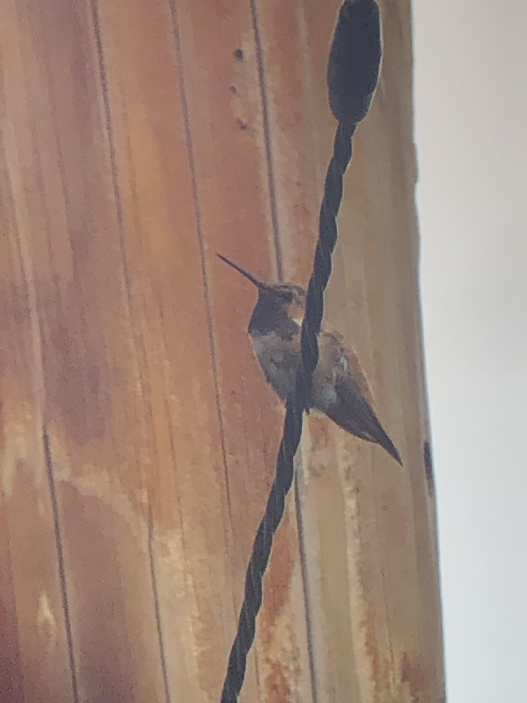 Rufous Hummingbird - ML376774501