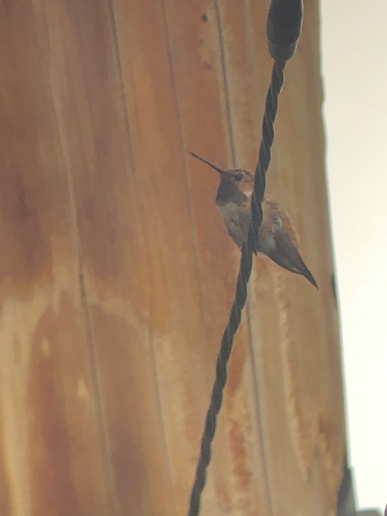 Rufous Hummingbird - ML376774511