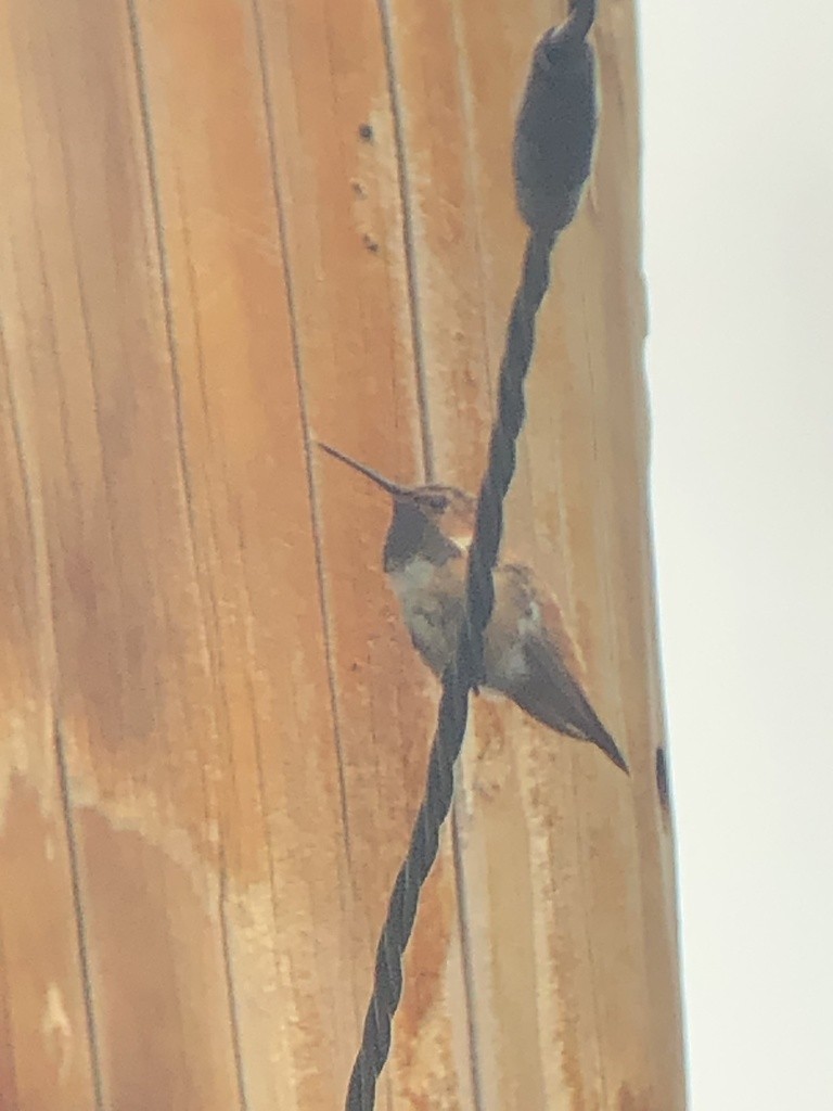 Rufous Hummingbird - ML376774561