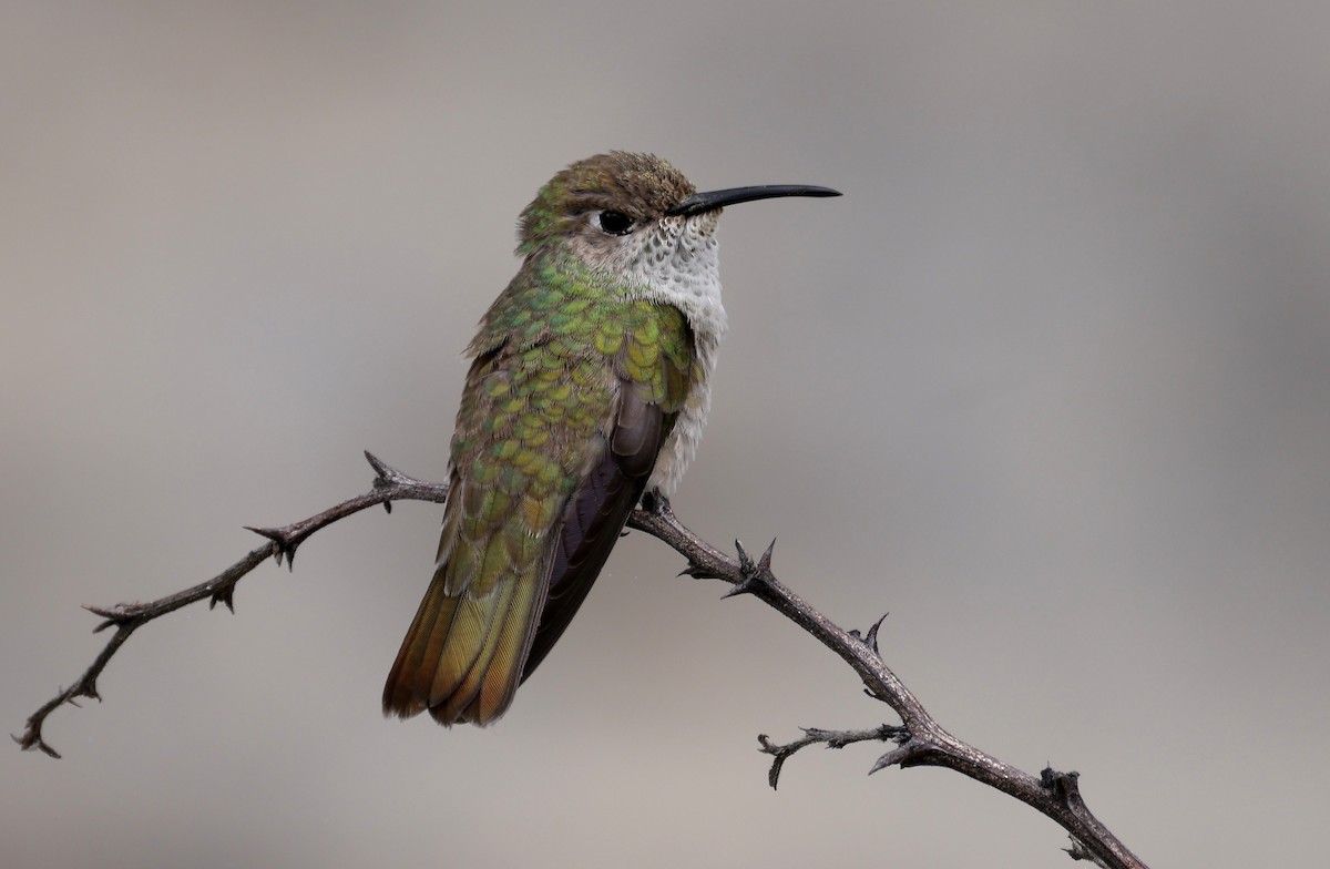 Spot-throated Hummingbird - Manuel Roncal