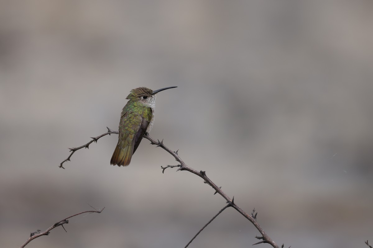 Spot-throated Hummingbird - ML376774971