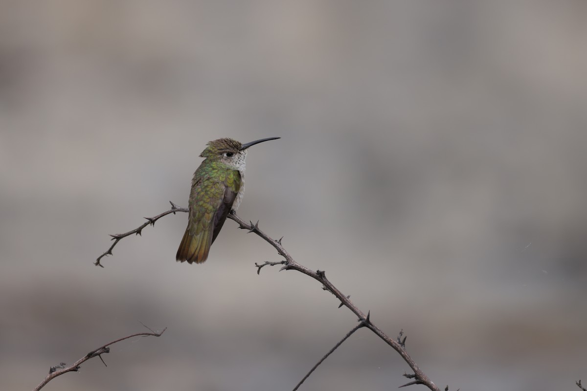 Spot-throated Hummingbird - ML376775221