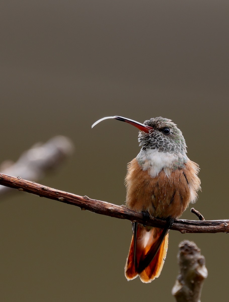 Amazilia Hummingbird - ML376777611