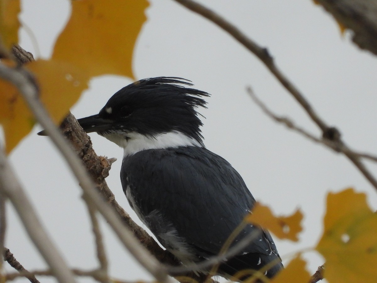 Belted Kingfisher - ML376778731