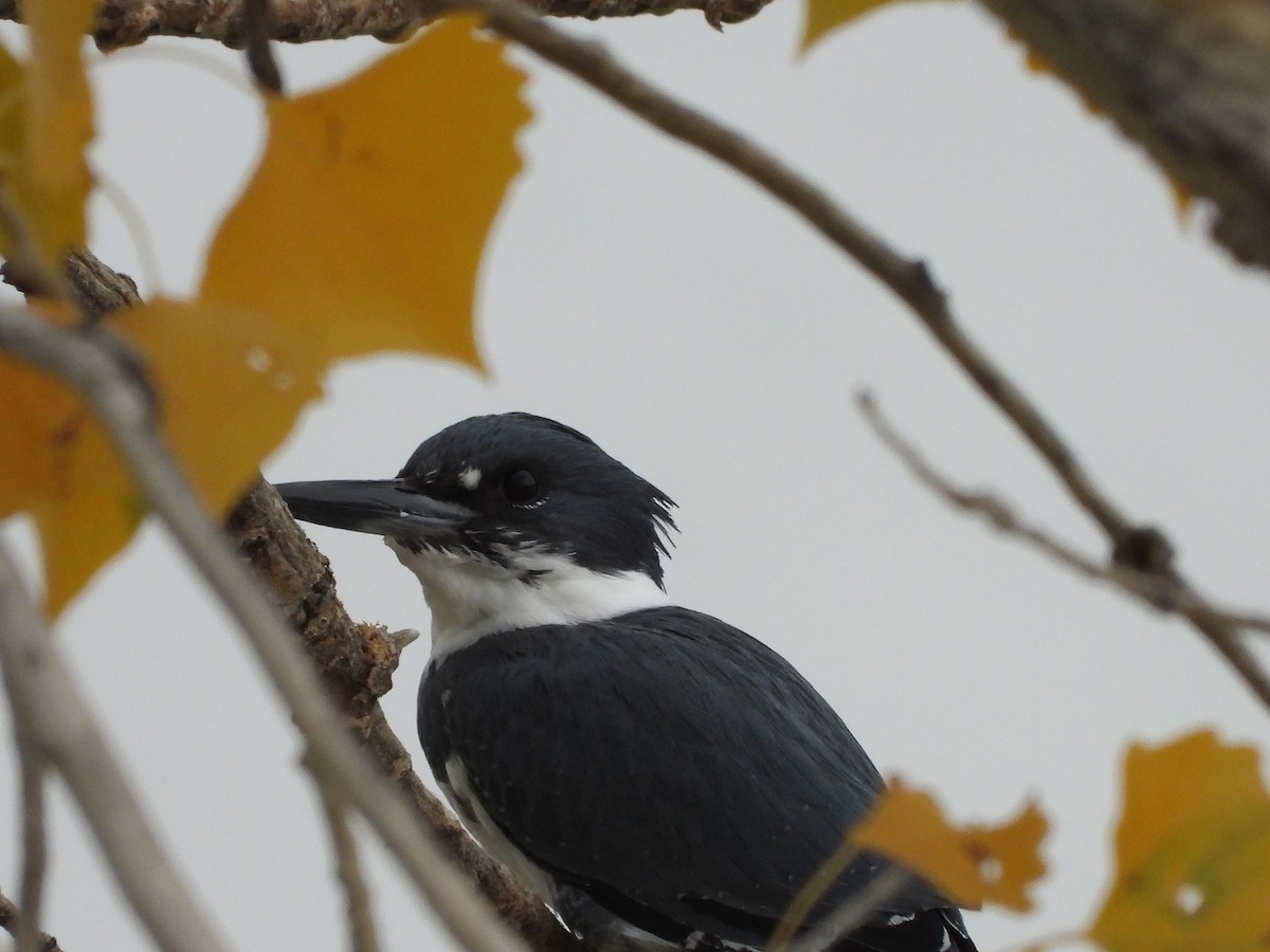 Belted Kingfisher - ML376778851